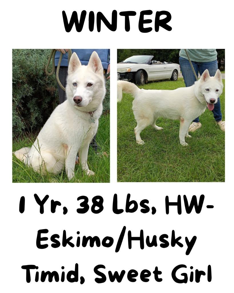 Enlarge Winter, a Adoptable mixed breed in Albany, GA image 4/6