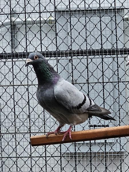 Jerry, Adoptable, Young Male Pigeon.