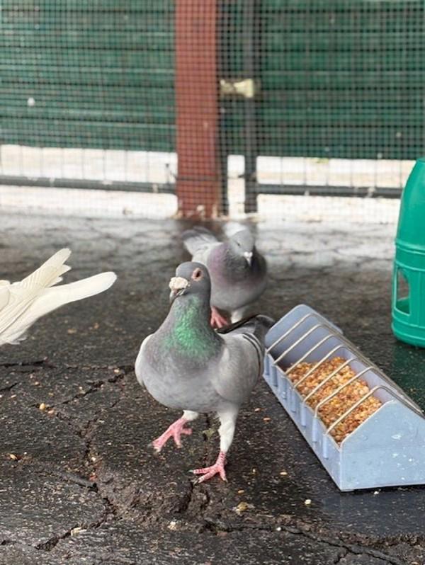 Enlarge Jerry, a Adoptable mixed breed in San Diego, CA image 2/5