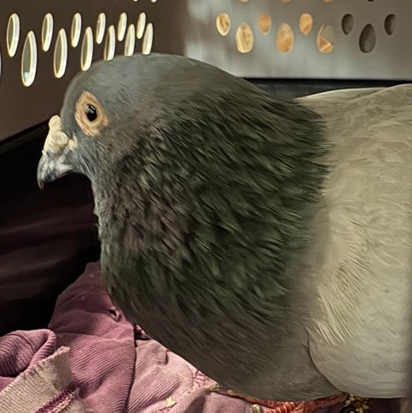 Enlarge Jerry, a Adoptable mixed breed in San Diego, CA image 3/5