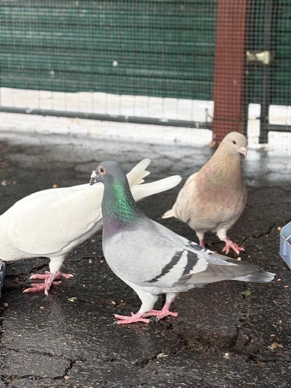 Enlarge Jerry, a Adoptable mixed breed in San Diego, CA image 5/5