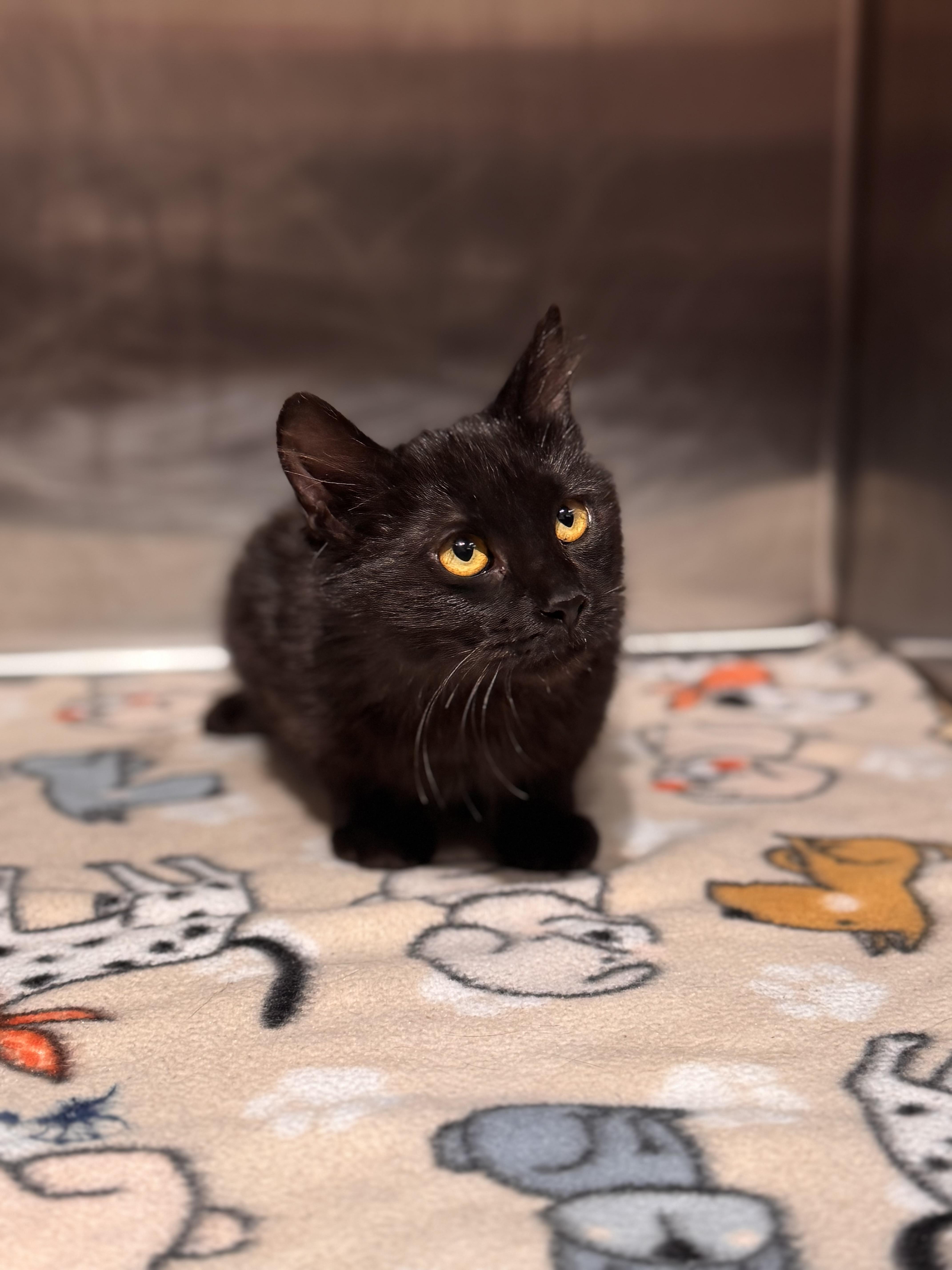 Joseph, adopted, Kitten Male American Shorthair.