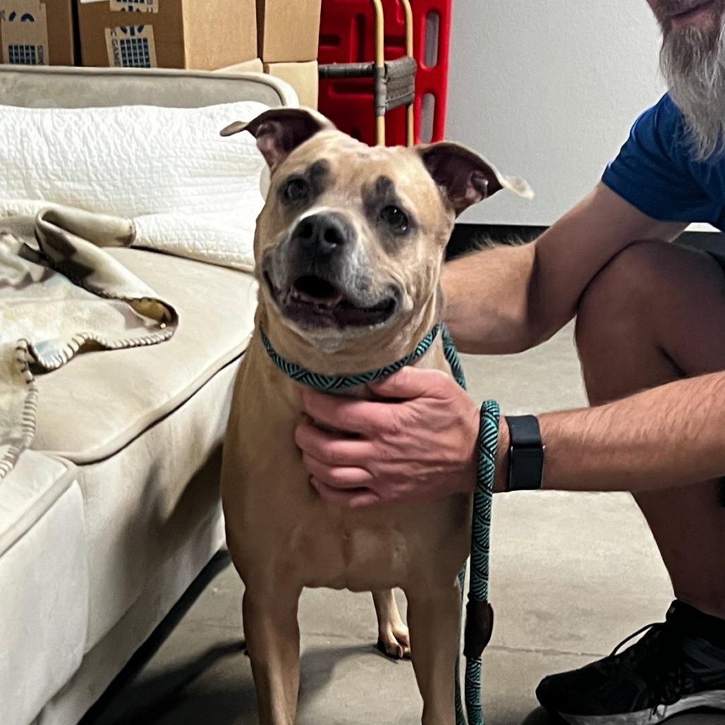 Codi Pendarvis, Adoptable, Senior Male Pit Bull Terrier & Mixed Breed.