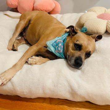 Enlarge Codi Pendarvis, a Adoptable mixed breed in Las Vegas, NV image 2/2