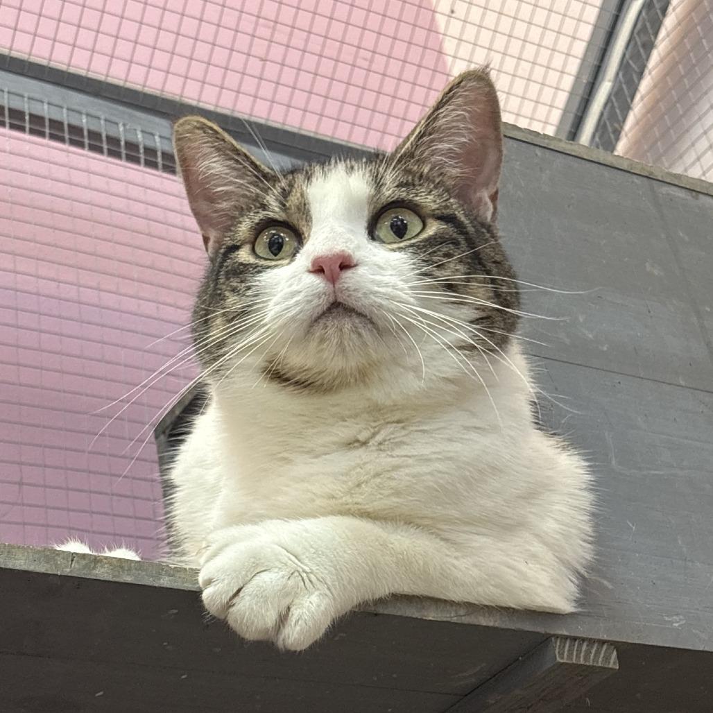 Enlarge Pixie (Marvel), a Adoptable Domestic Short Hair in Branson, MO image 2/6