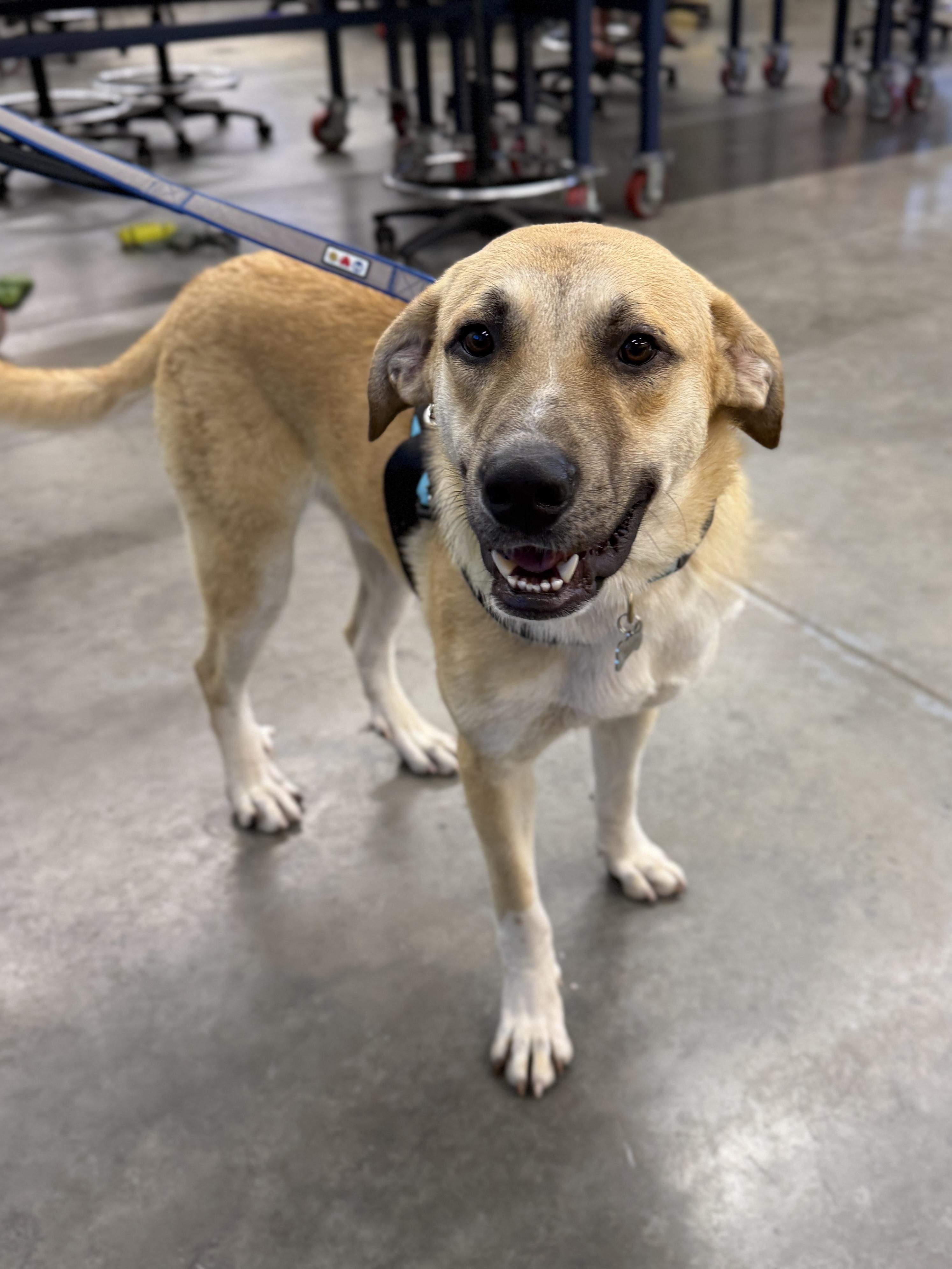 Apollo, ADOPTABLE, Adult Male Yellow Labrador Retriever.