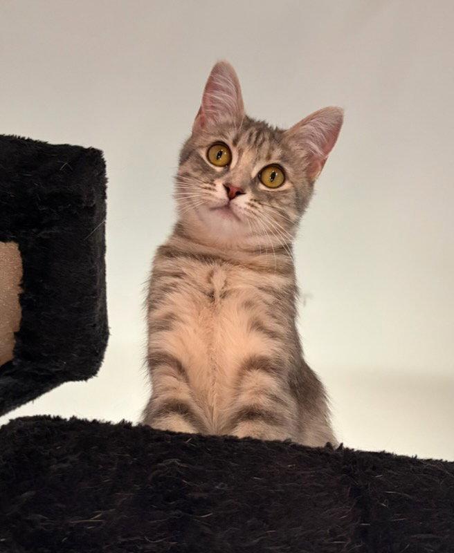Enlarge Esme, a Adoptable Domestic Short Hair in Rootstown, OH image 1/3