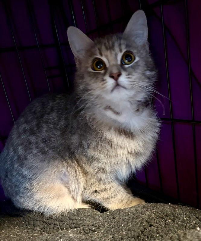 Enlarge Esme, a Adoptable Domestic Short Hair in Rootstown, OH image 1/4