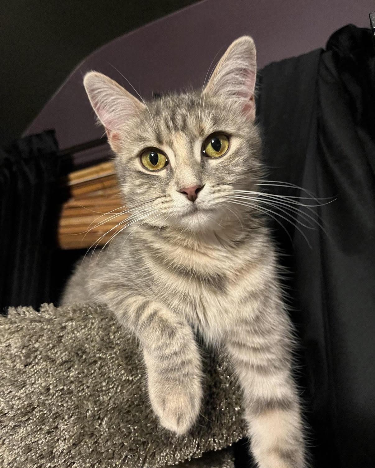 Esme, a Adoptable Domestic Short Hair in Rootstown, OH image 1/3