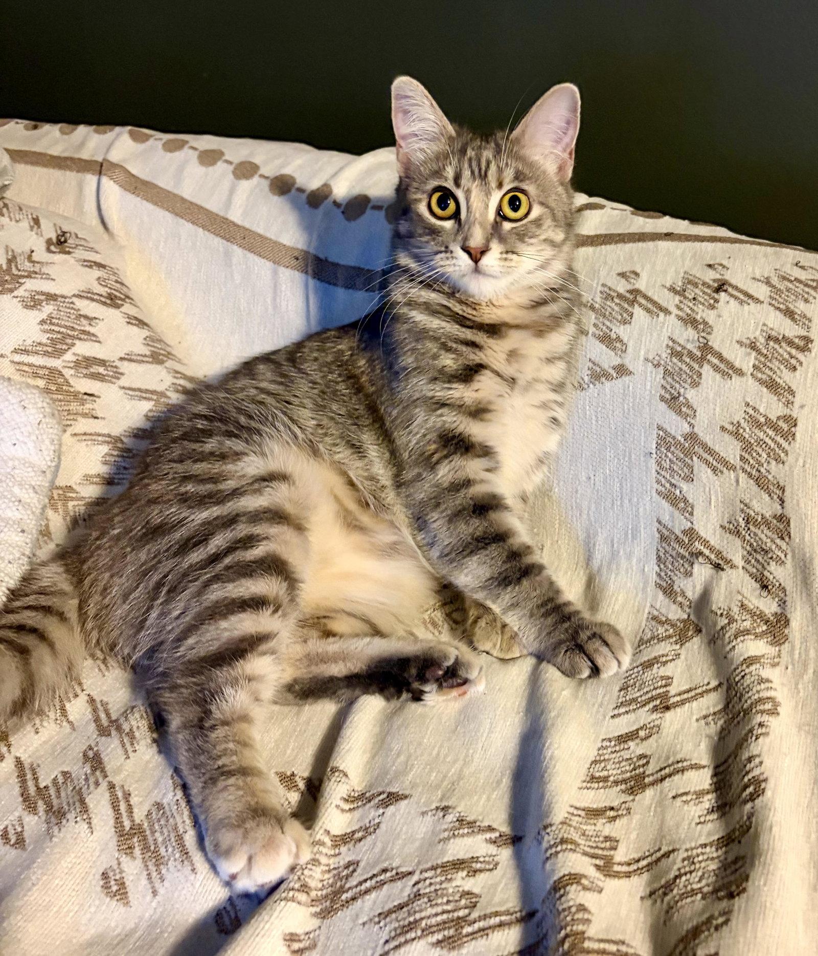 Esme, a Adoptable Domestic Short Hair in Rootstown, OH image 2/3