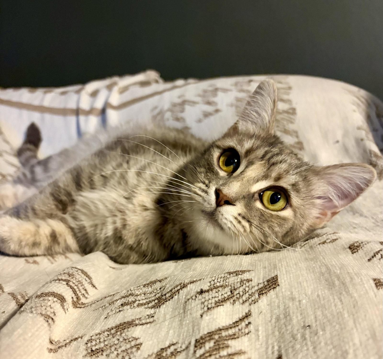 Esme, a Adoptable Domestic Short Hair in Rootstown, OH image 3/3