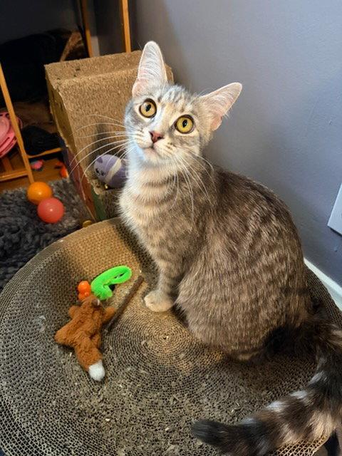 Enlarge Esme, a Adoptable Domestic Short Hair in Rootstown, OH image 2/3