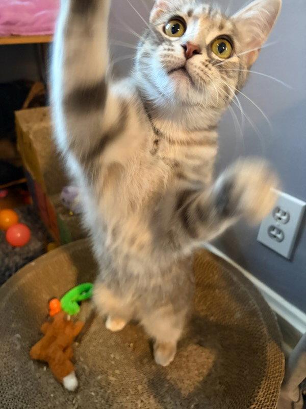 Enlarge Esme, a Adoptable Domestic Short Hair in Rootstown, OH image 3/3