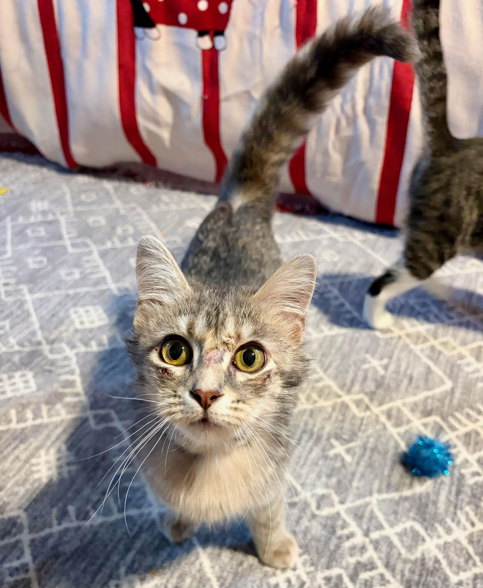 Enlarge Esme, a Adoptable Domestic Short Hair in Rootstown, OH image 3/4