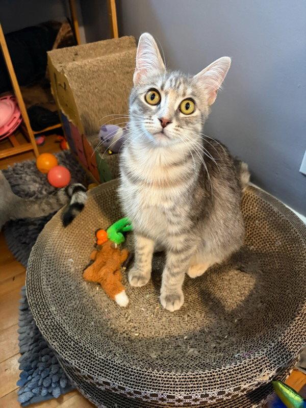 Esme, a Adoptable Domestic Short Hair in Rootstown, OH image 3/3