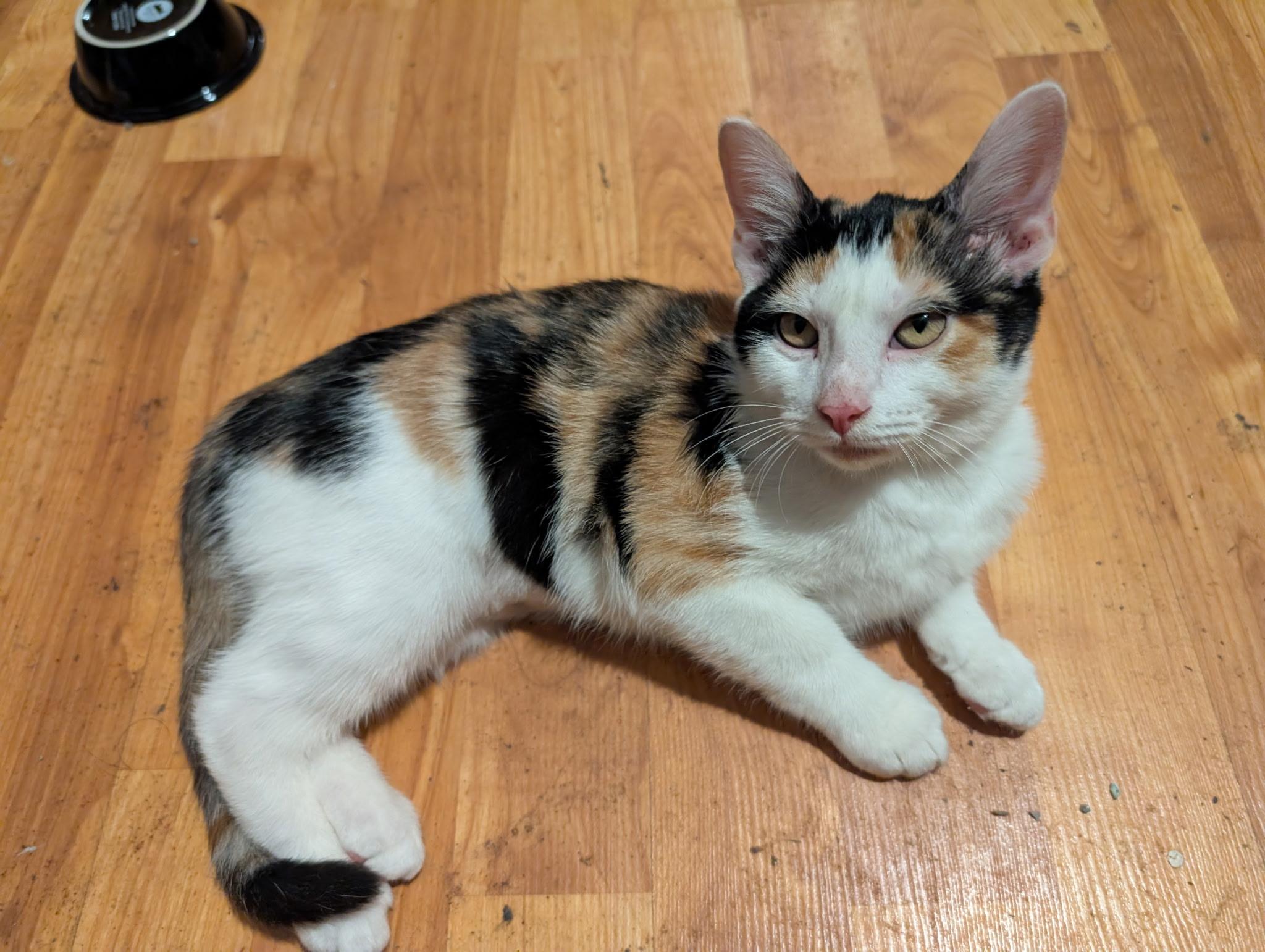 Enlarge Wonder , a ADOPTABLE American Shorthair in Shelbyville, TN image 1/2