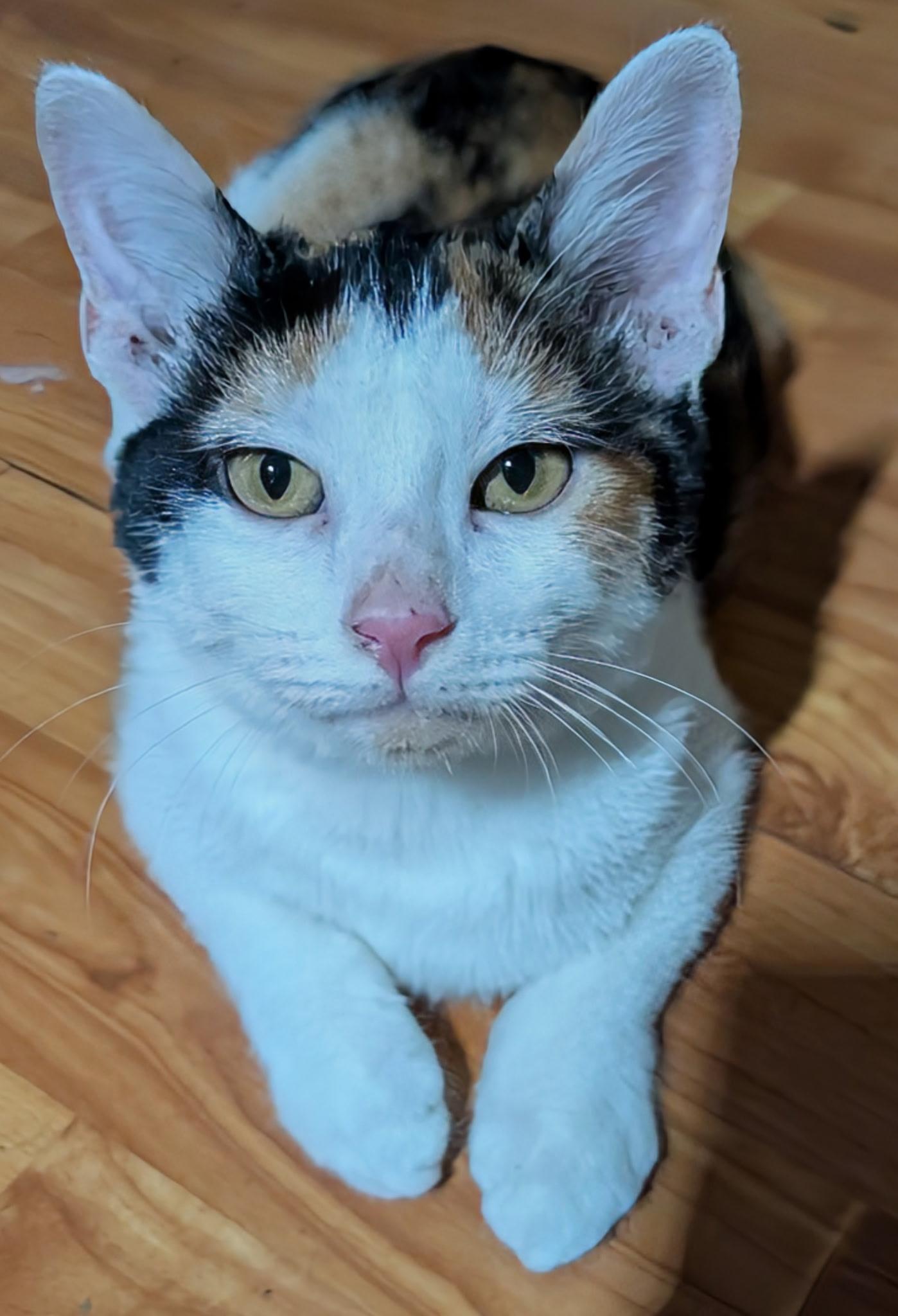 Enlarge Wonder , a ADOPTABLE American Shorthair in Shelbyville, TN image 2/2