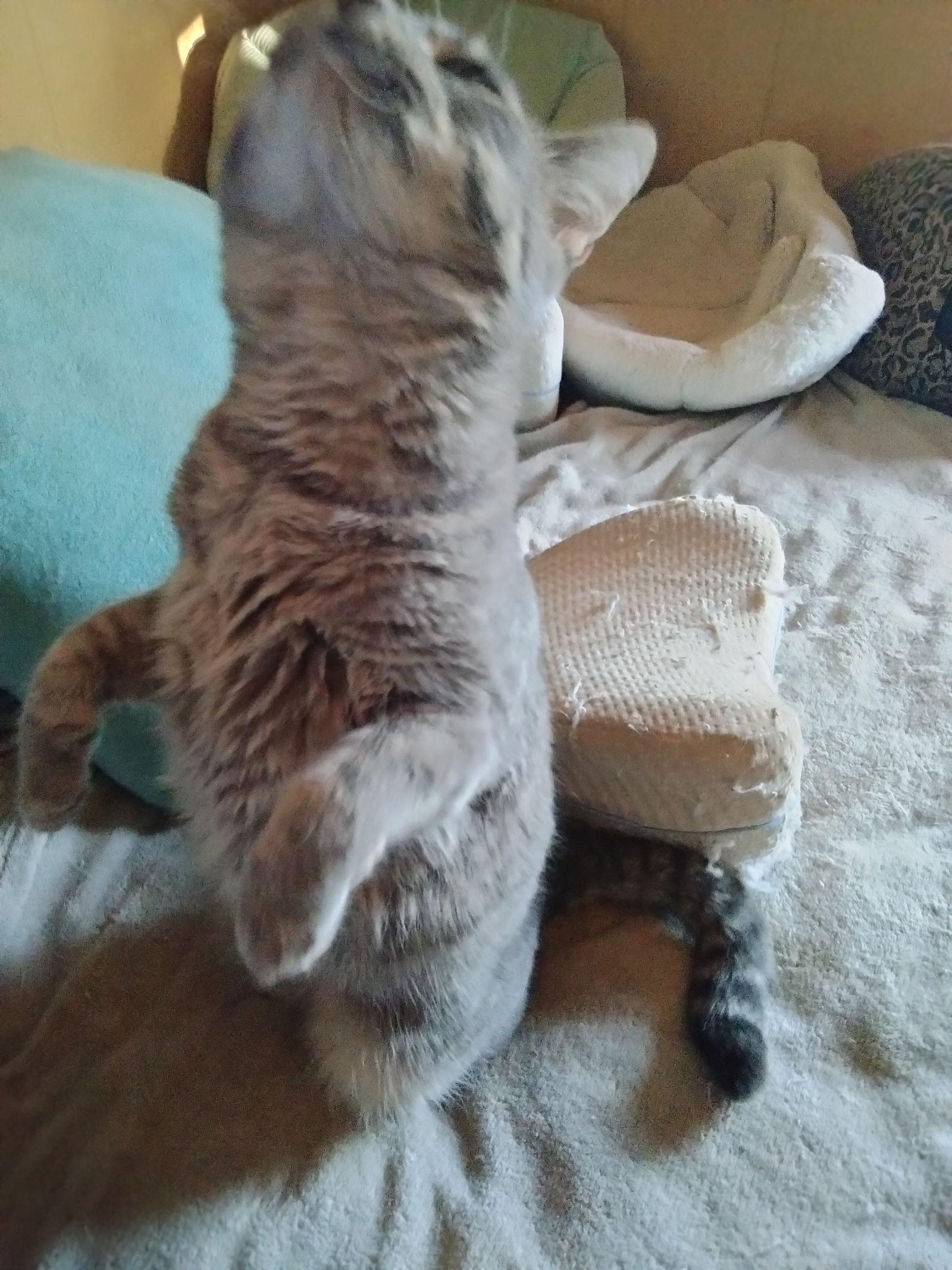 Slatey Pearl, Adoptable, Adult Female Domestic Short Hair & Tabby.