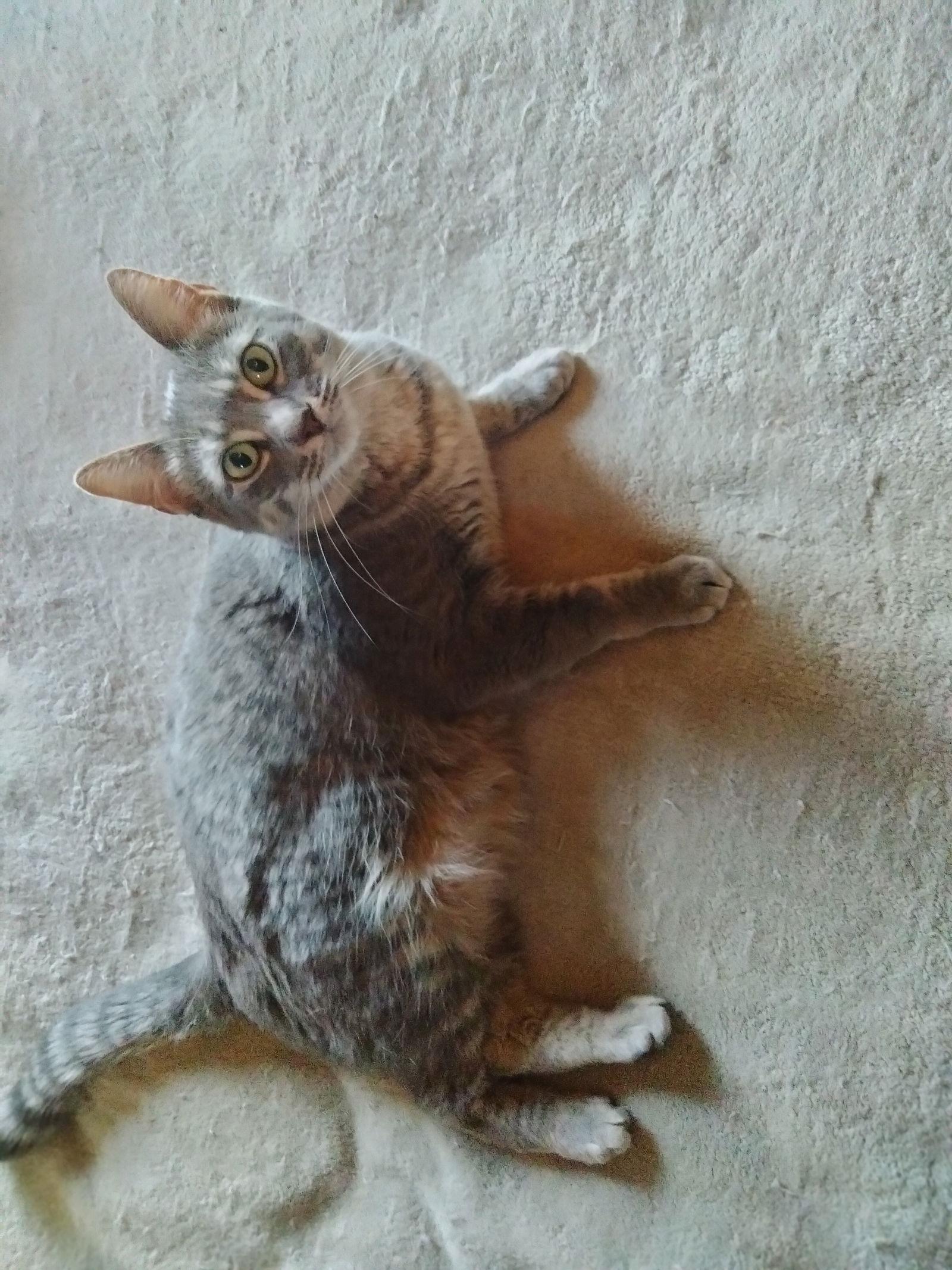 Enlarge Slatey Pearl, a Adoptable mixed breed in Frisco, TX image 2/3