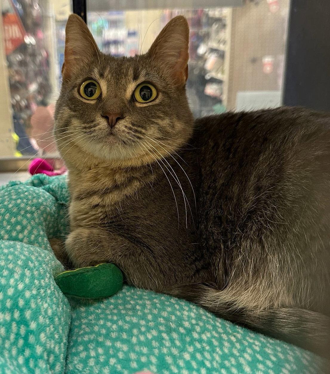 Enlarge Slatey Pearl, a Adoptable mixed breed in Frisco, TX image 2/3