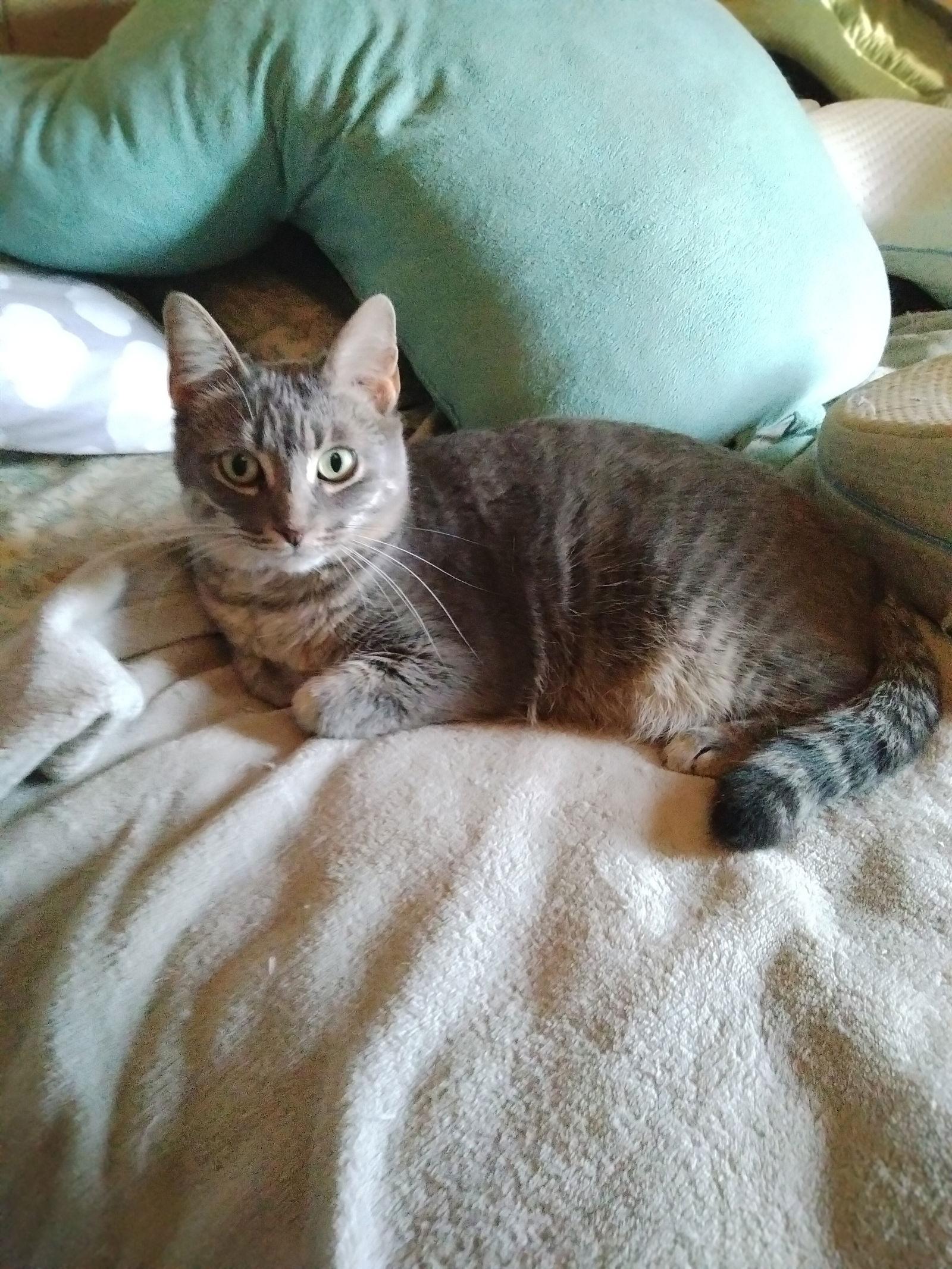 Enlarge Slatey Pearl, a Adoptable mixed breed in Frisco, TX image 3/3