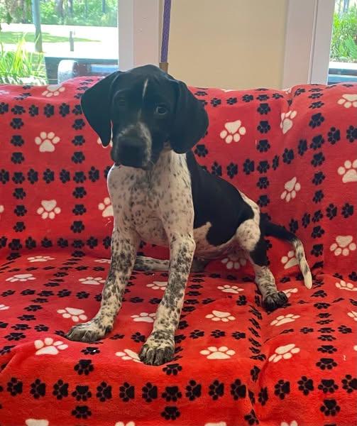 Simon, Adopted, Puppy Male Pointer.