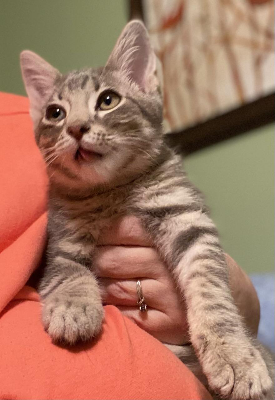 Lock, a Adoptable Domestic Short Hair in Oklahoma City, OK image 2/2