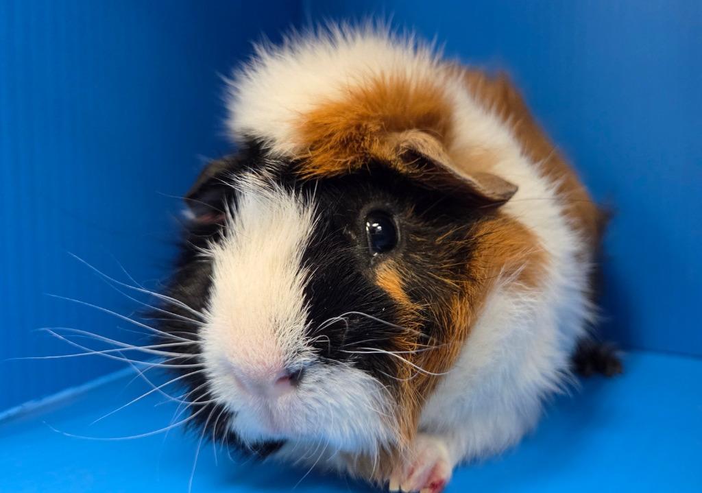 Ray, Adoptable, Young Male Guinea Pig.