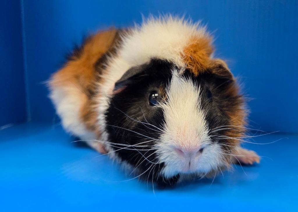 Enlarge Ray, a Adoptable mixed breed in Lewisville, TX image 2/2