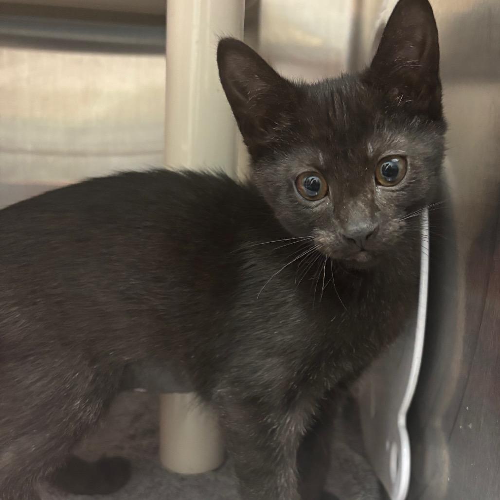 Enlarge Toast-Purr, a Adoptable Domestic Short Hair in Philadelphia, PA image 1/3