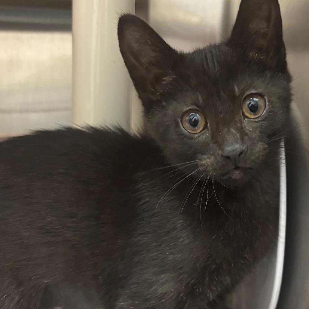 Enlarge Toast-Purr, a Adoptable Domestic Short Hair in Philadelphia, PA image 2/3