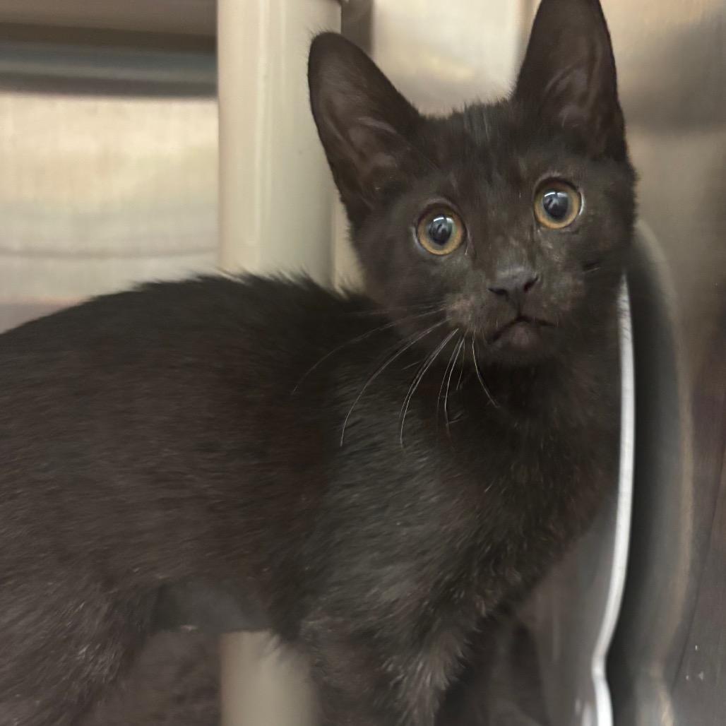 Enlarge Toast-Purr, a Adoptable Domestic Short Hair in Philadelphia, PA image 3/3
