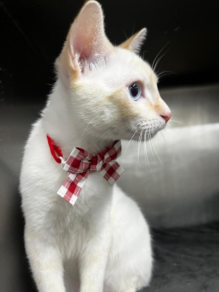 Minnow, an adopted Siamese in Corral del Risco, NAY image 2/5