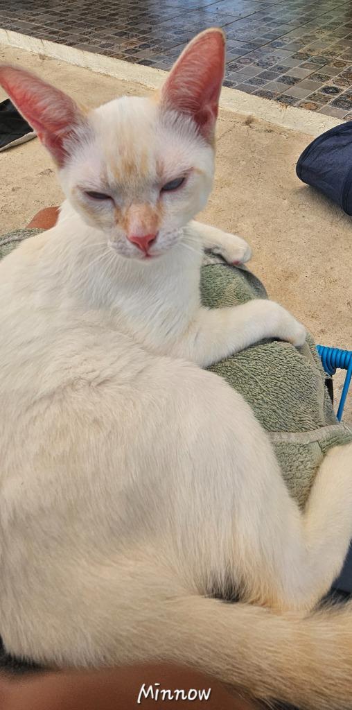 Minnow, an adopted Siamese in Corral del Risco, NAY image 4/5