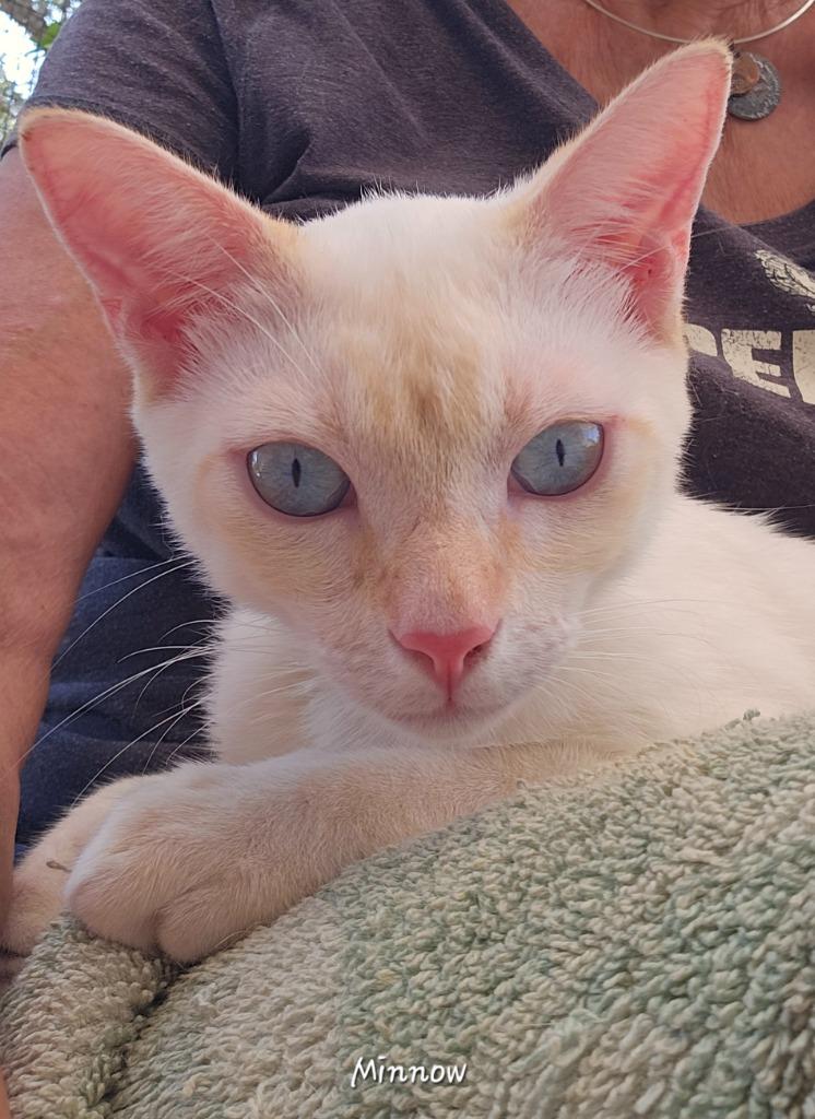 Minnow, an adopted Siamese in Corral del Risco, NAY image 5/5