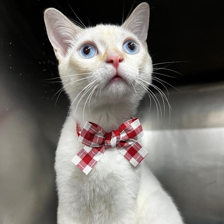Minnow, adopted, Young Male Siamese.
