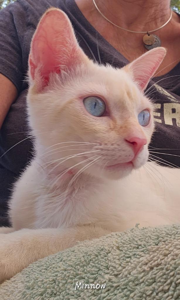 Minnow, an adopted Siamese in Corral del Risco, NAY image 3/5