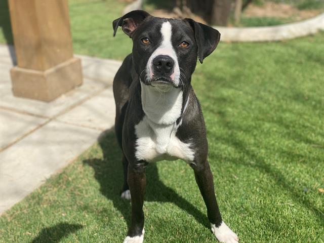 Enlarge LOKI, a Adoptable Pit Bull Terrier in Lancaster, CA image 1/1