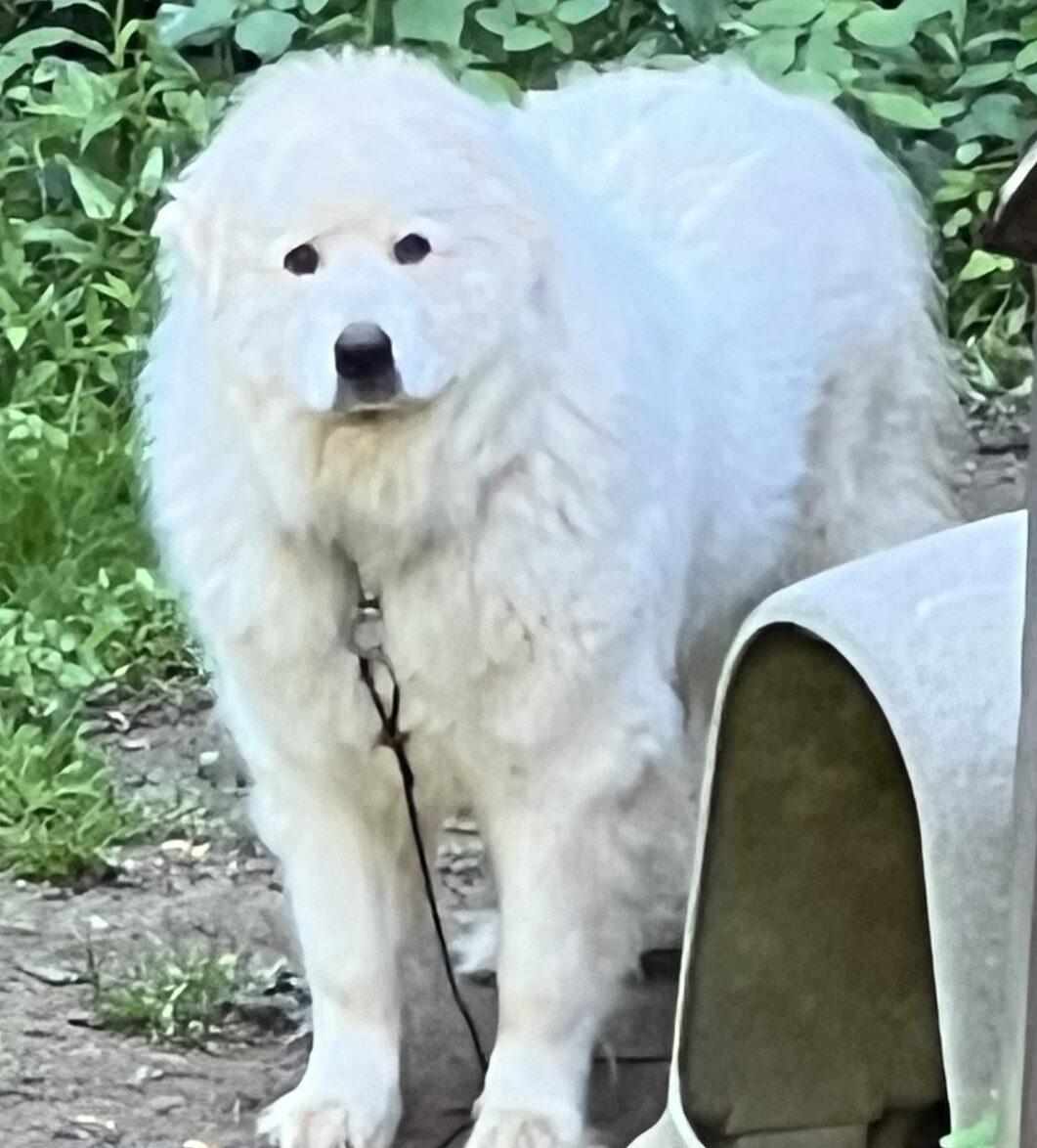 Enlarge Reece, a ADOPTABLE Great Pyrenees in Claremont, NC image 1/1