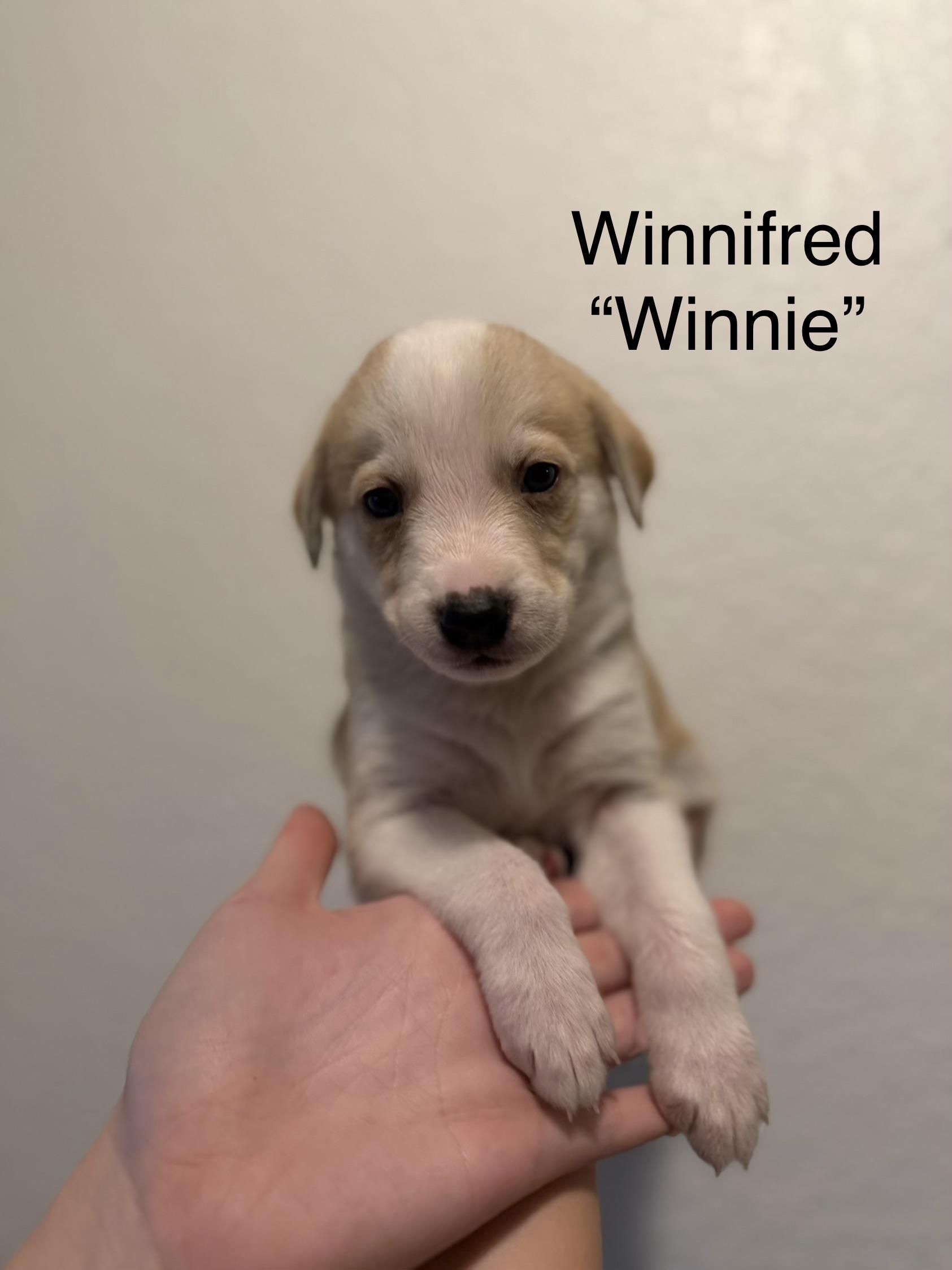 Enlarge Winnie , an adopted mixed breed in Mabank, TX image 3/4