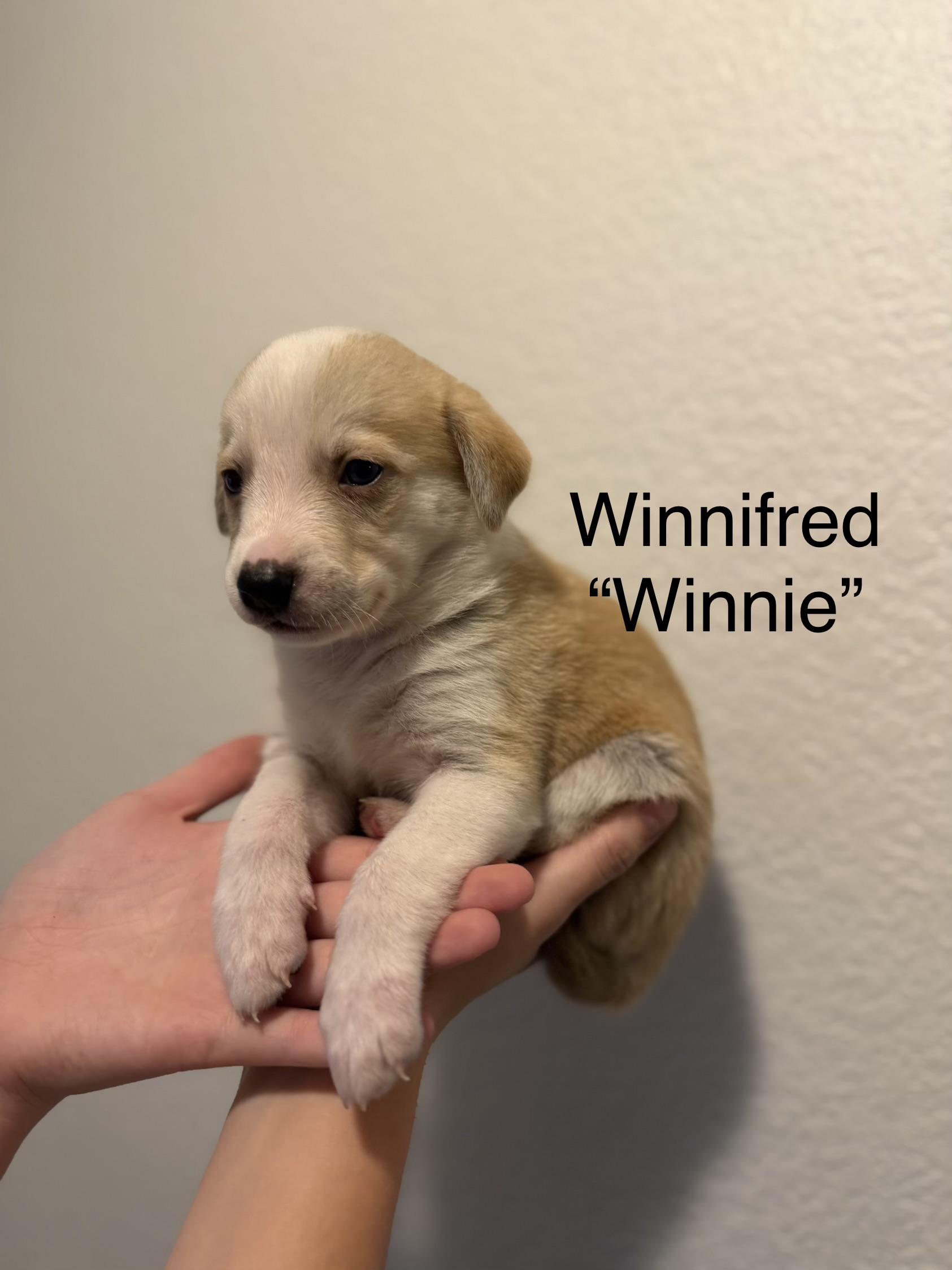 Enlarge Winnie , an adopted mixed breed in Mabank, TX image 1/4