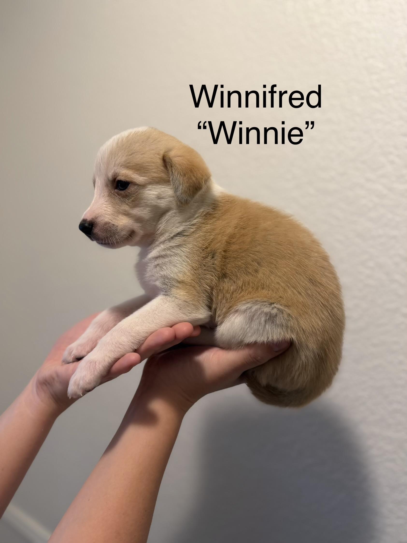 Enlarge Winnie , an adopted mixed breed in Mabank, TX image 4/4