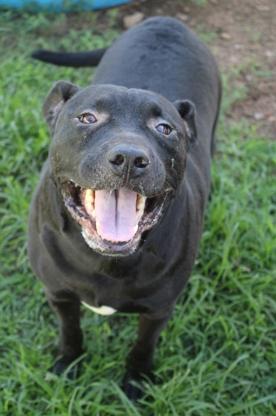 Teletubby, ADOPTABLE, Senior Male Pit Bull Terrier.