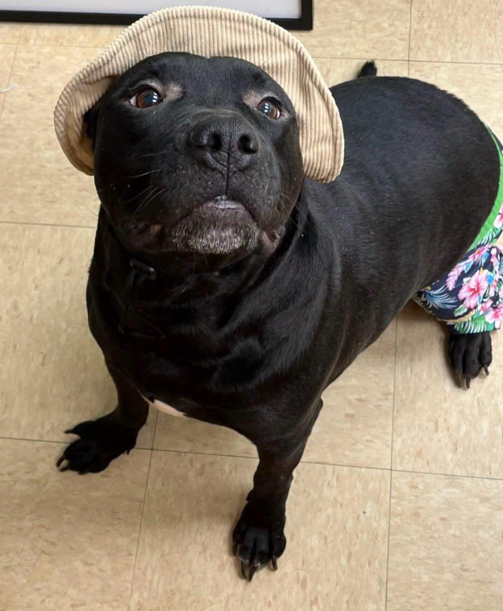 Enlarge Teletubby, a Adoptable mixed breed in Martinsville, VA image 4/6