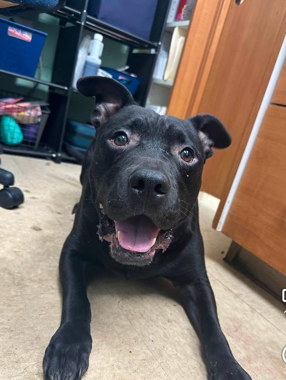 Enlarge Teletubby, a Adoptable mixed breed in Martinsville, VA image 3/6