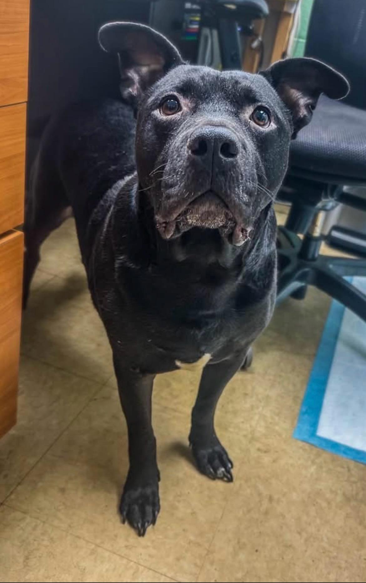 Enlarge Teletubby, a Adoptable mixed breed in Martinsville, VA image 2/6