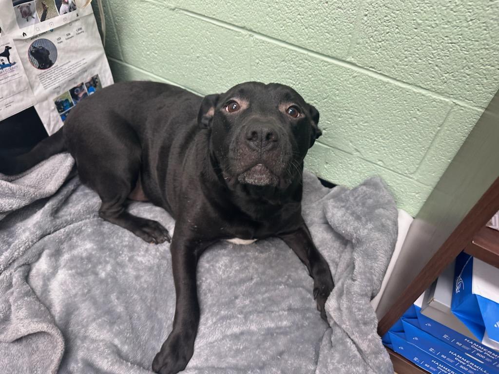 Enlarge Teletubby, a Adoptable mixed breed in Martinsville, VA image 5/6