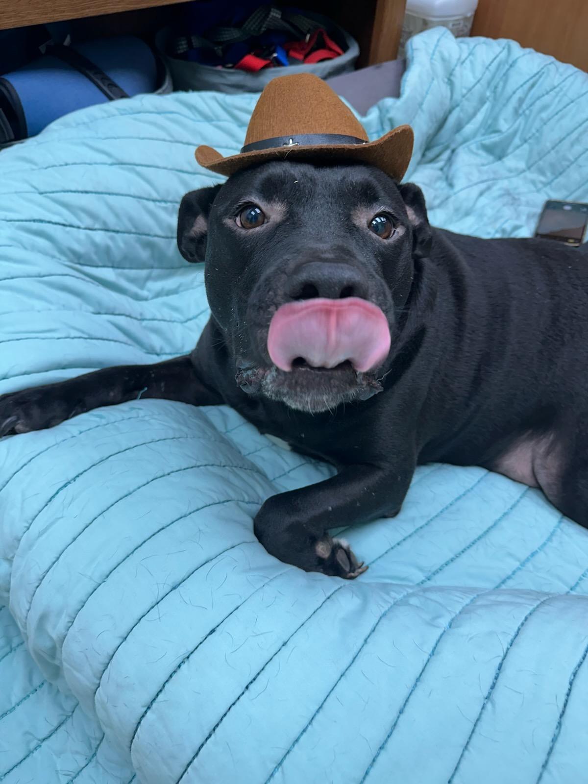 Enlarge Teletubby, a Adoptable mixed breed in Martinsville, VA image 6/6