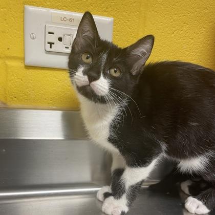 Dot, a Adoptable mixed breed in Dallas, TX image 1/4