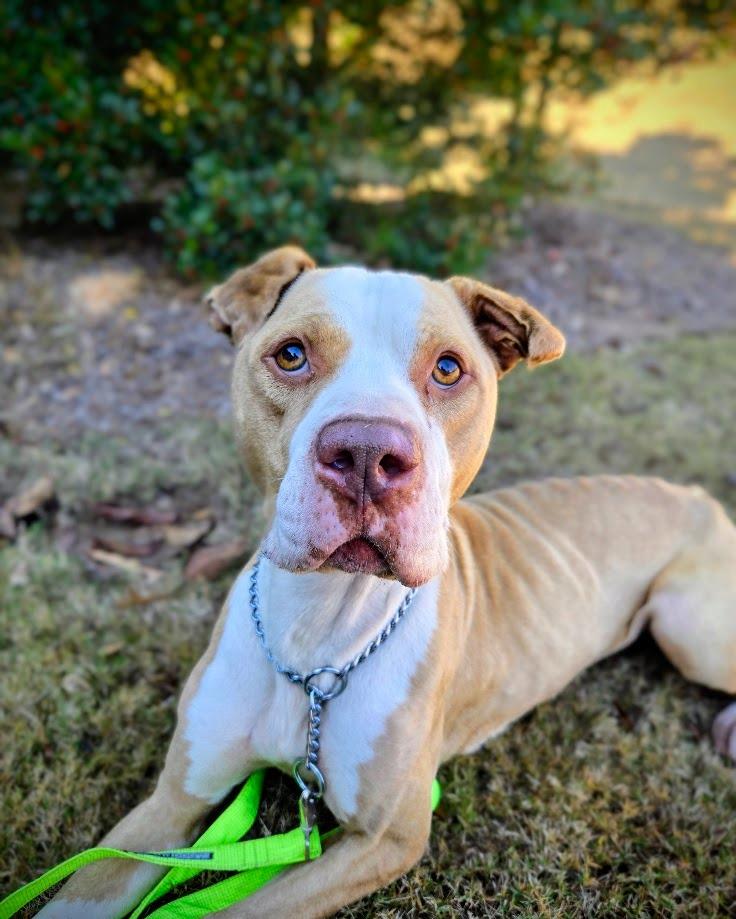 Enlarge Monk, a Adoptable mixed breed in Douglasville, GA image 3/6